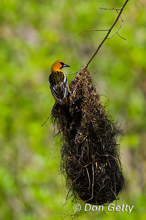 Streak-backed Oriole