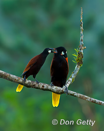 Montezuma Oropendela