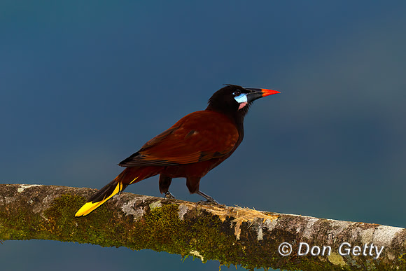 Montezuma Oropendela