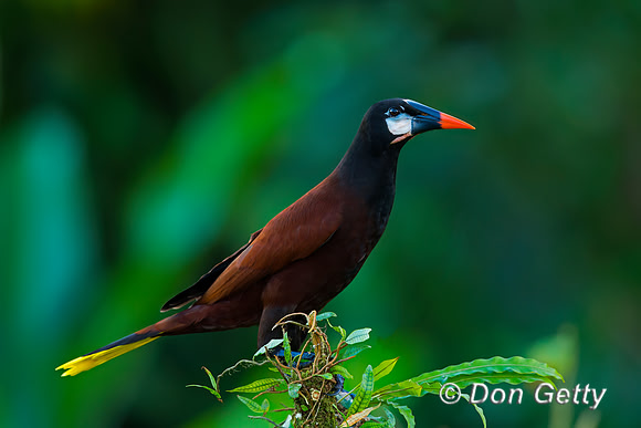 Montezuma Oropendela