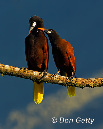 Montezuma Oropendela
