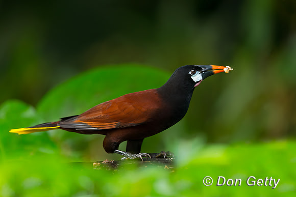 Montezuma Oropendela