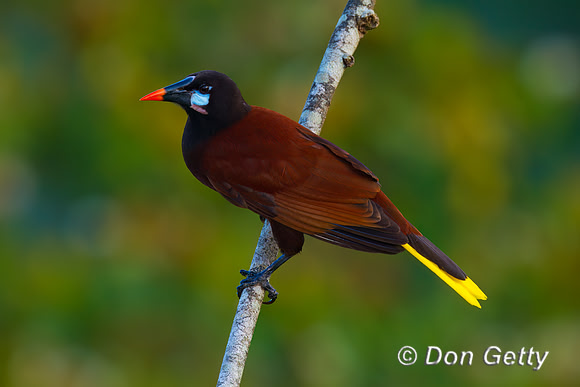 Montezuma Oropendela