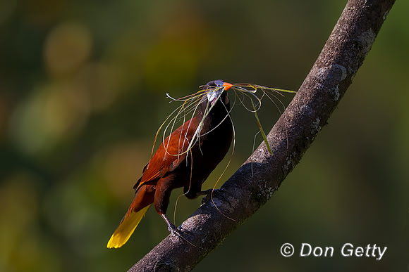 Montezuma Oropendela