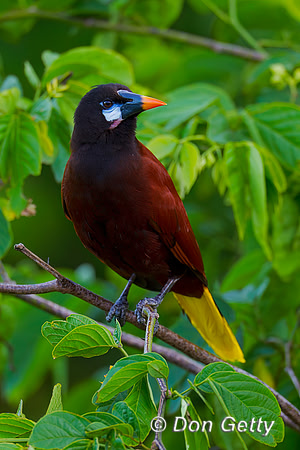 Montezuma Oropendela