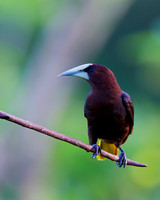 Chestnut-headed Oropendola