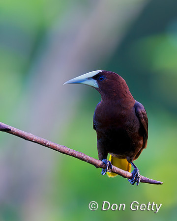 Chestnut-headed Oropendola
