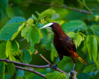 Chestnut-headed Oropendola