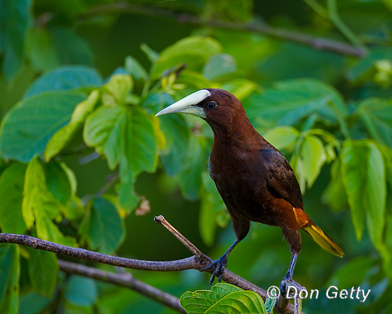 Chestnut-headed Oropendola