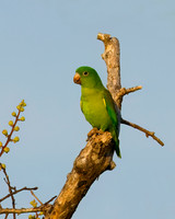 Mealy Parrot
