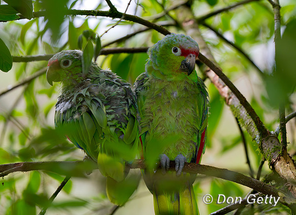 Red-lored Parrot