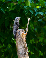 Common Potoo