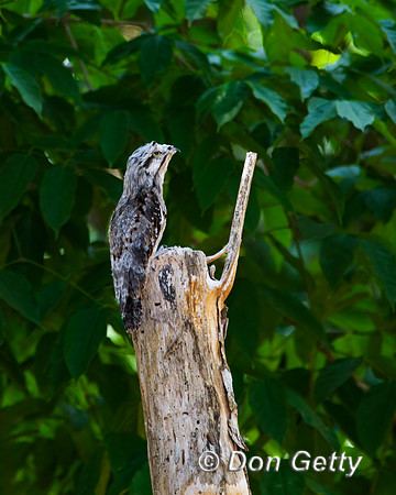 Common Potoo