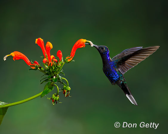 Violet Sabrewing Hummingbird