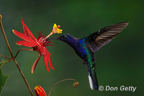 Violet Sabrewing Hummingbird