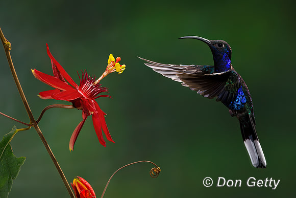 Violet Sabrewing Hummingbird