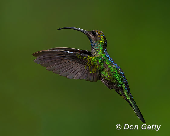 Violet Sabrewing Hummingbird
