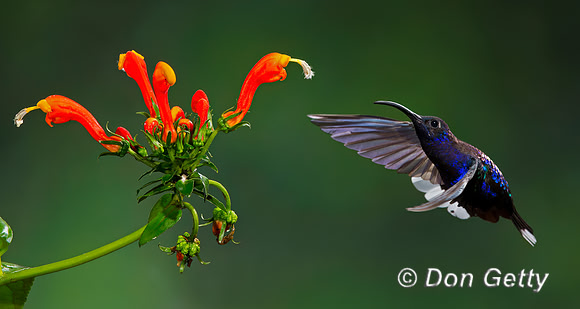Violet Sabrewing Hummingbird