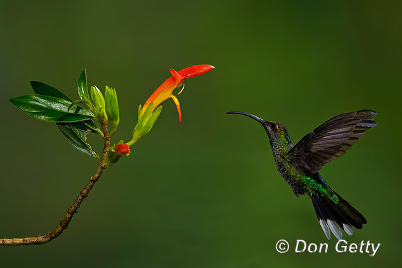 Violet Sabrewing Hummingbird
