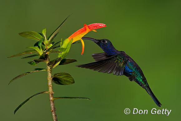 Violet Sabrewing Hummingbird
