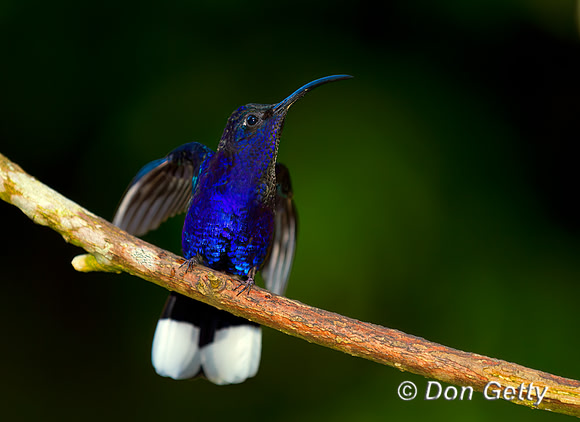 Violet Sabrewing Hummingbird