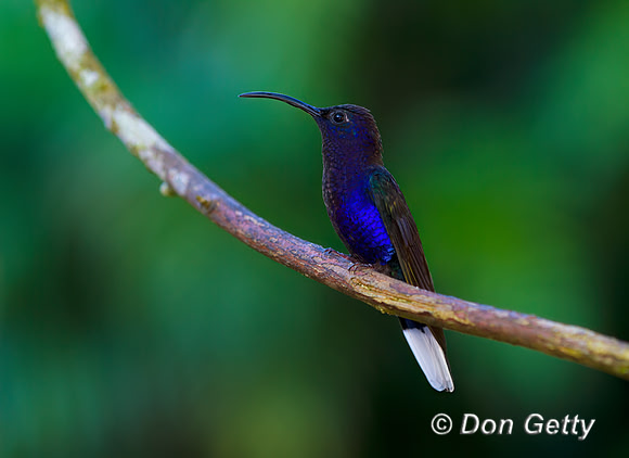 Violet Sabrewing Hummingbird
