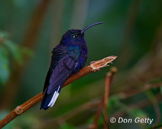 Violet Sabrewing Hummingbird
