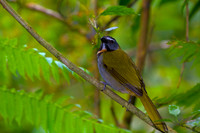 Black-headed Saltator