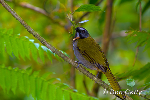 Black-headed Saltator