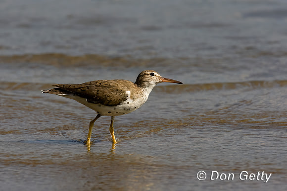 Spotted Sandpiper