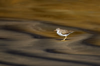 Spotted Sandpiper