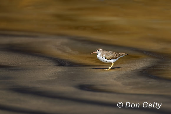 Spotted Sandpiper