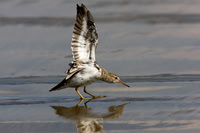 Spotted Sandpiper