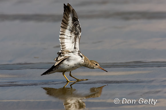 Spotted Sandpiper