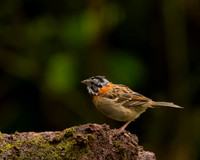Rufous-collared Sparrow