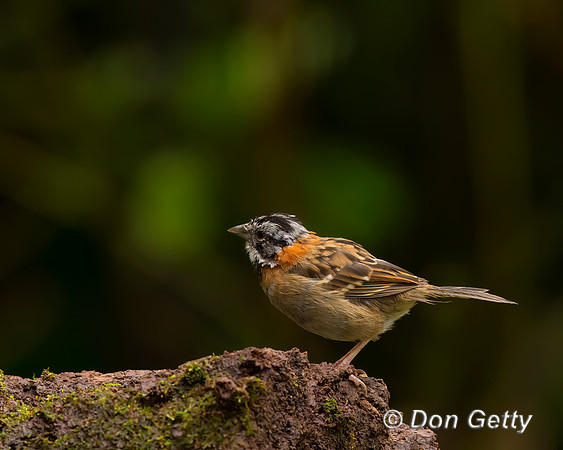 Rufous-collared Sparrow