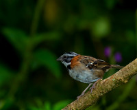Rufous-collared Sparrow
