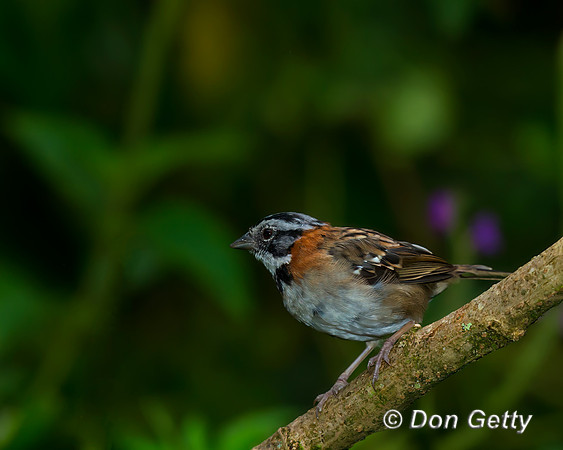 Rufous-collared Sparrow