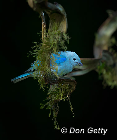 Blue-grey Tanager