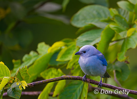 Blue-grey Tanager