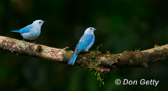 Blue-grey Tanager