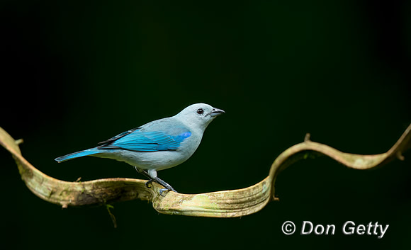 Blue-grey Tanager