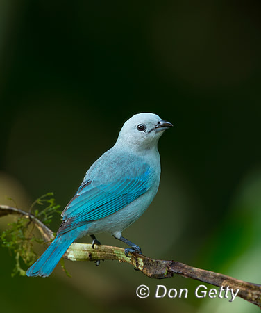 Blue-grey Tanager