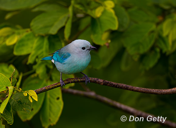 Blue-grey Tanager