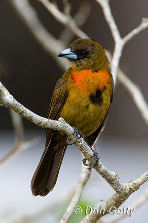 Cherrie's Tanager