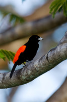 Cherrie's Tanager