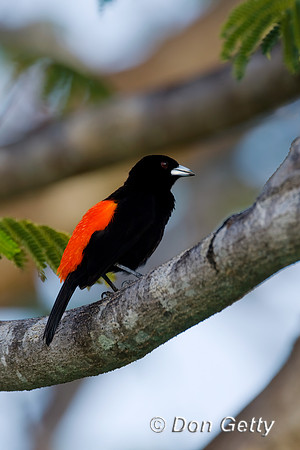 Cherrie's Tanager