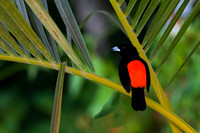 Cherrie's Tanager