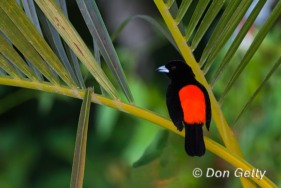 Cherrie's Tanager