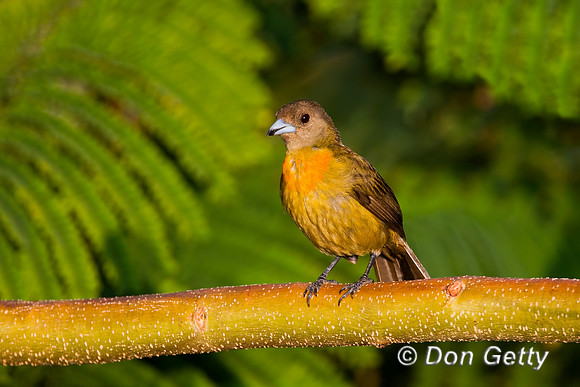 Cherrie's Tanager
